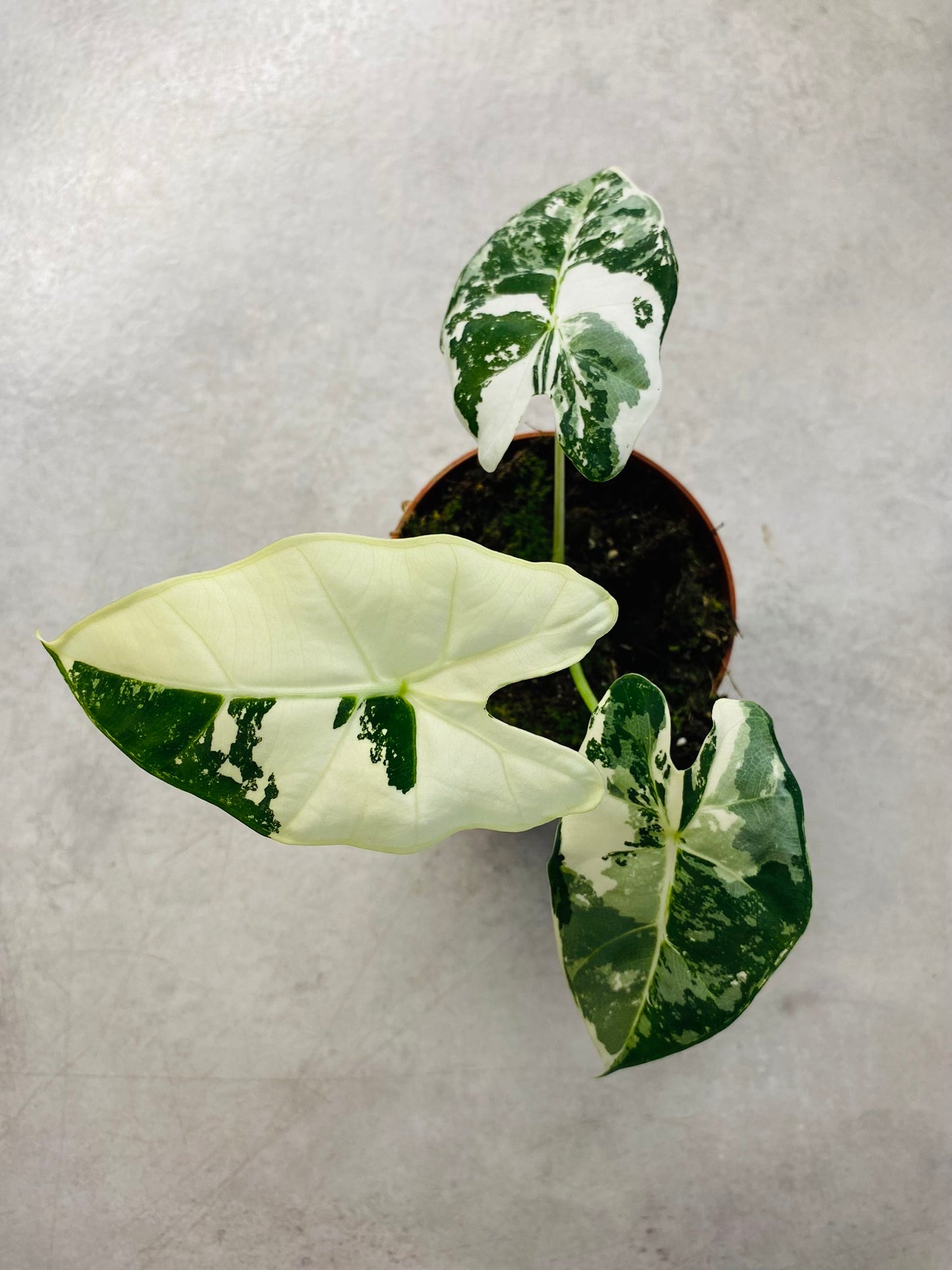 Alocasia Micholitziana "Green Velvet" Variegata - Frydek Variegata