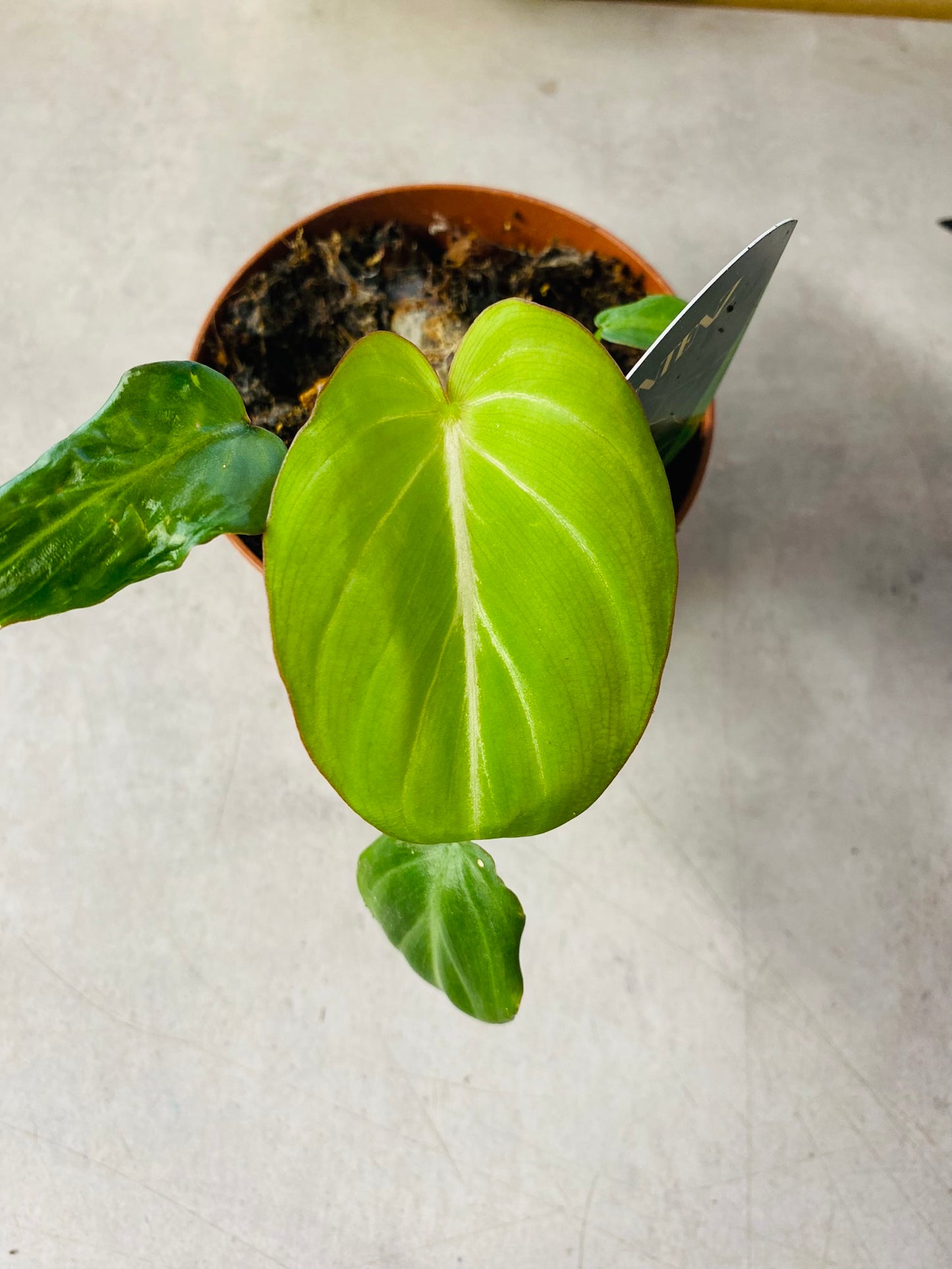 Philodendron Gloriosum Dark Form