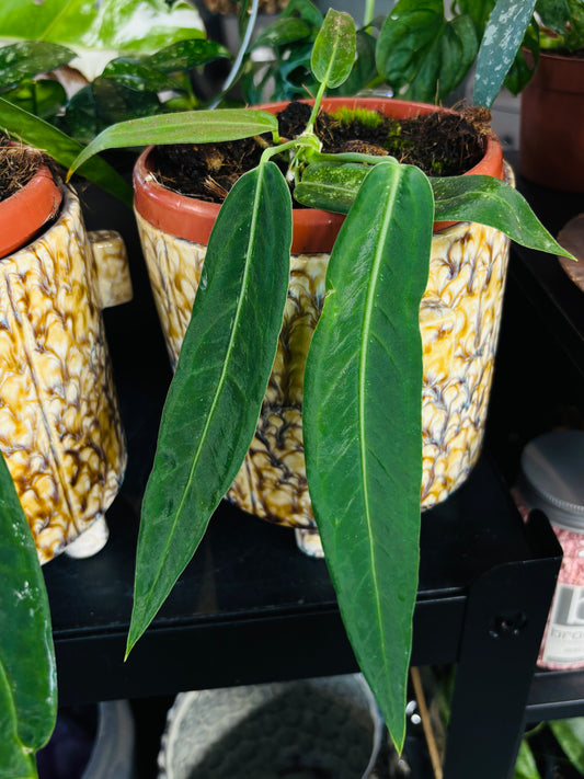 Anthurium Pallidiflorum