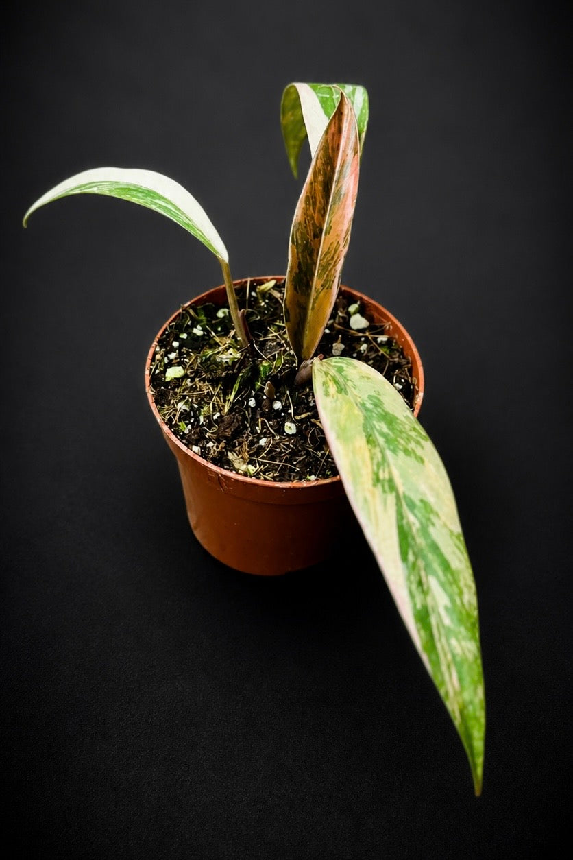 Philodendron Caramel Marble - 2