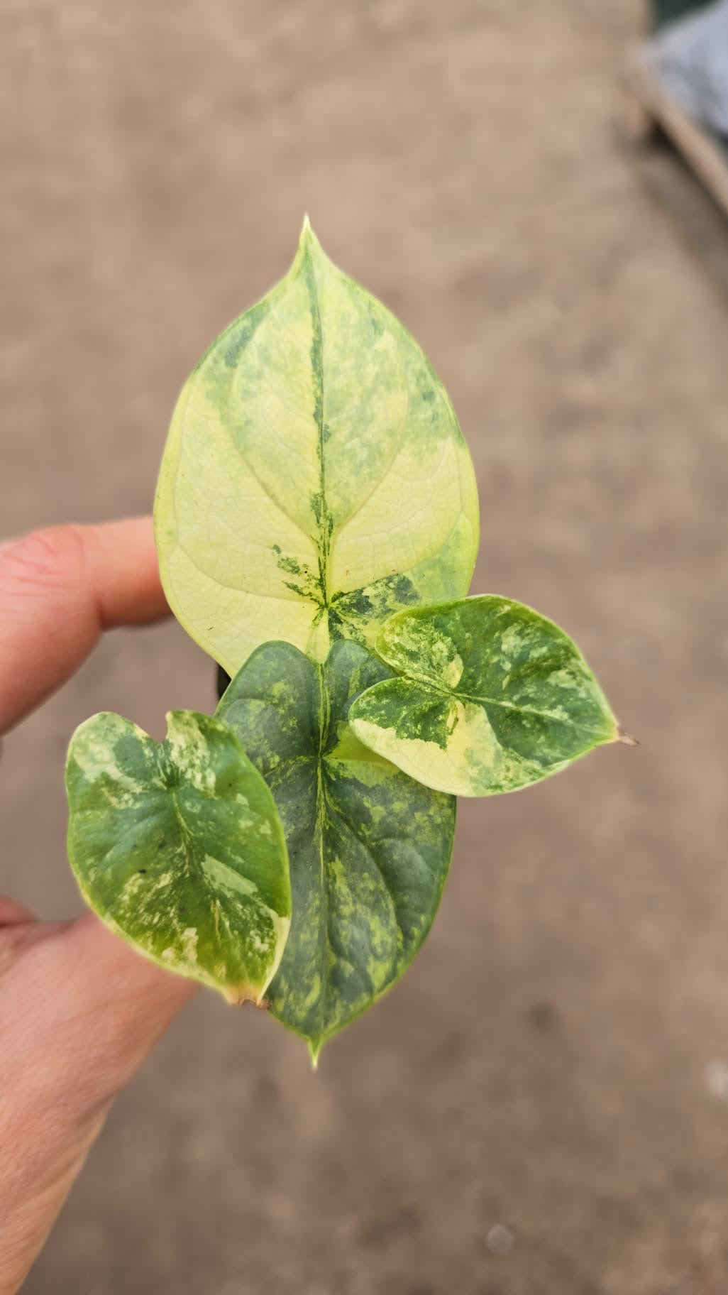 Alocasia Silver Dragon Variegata