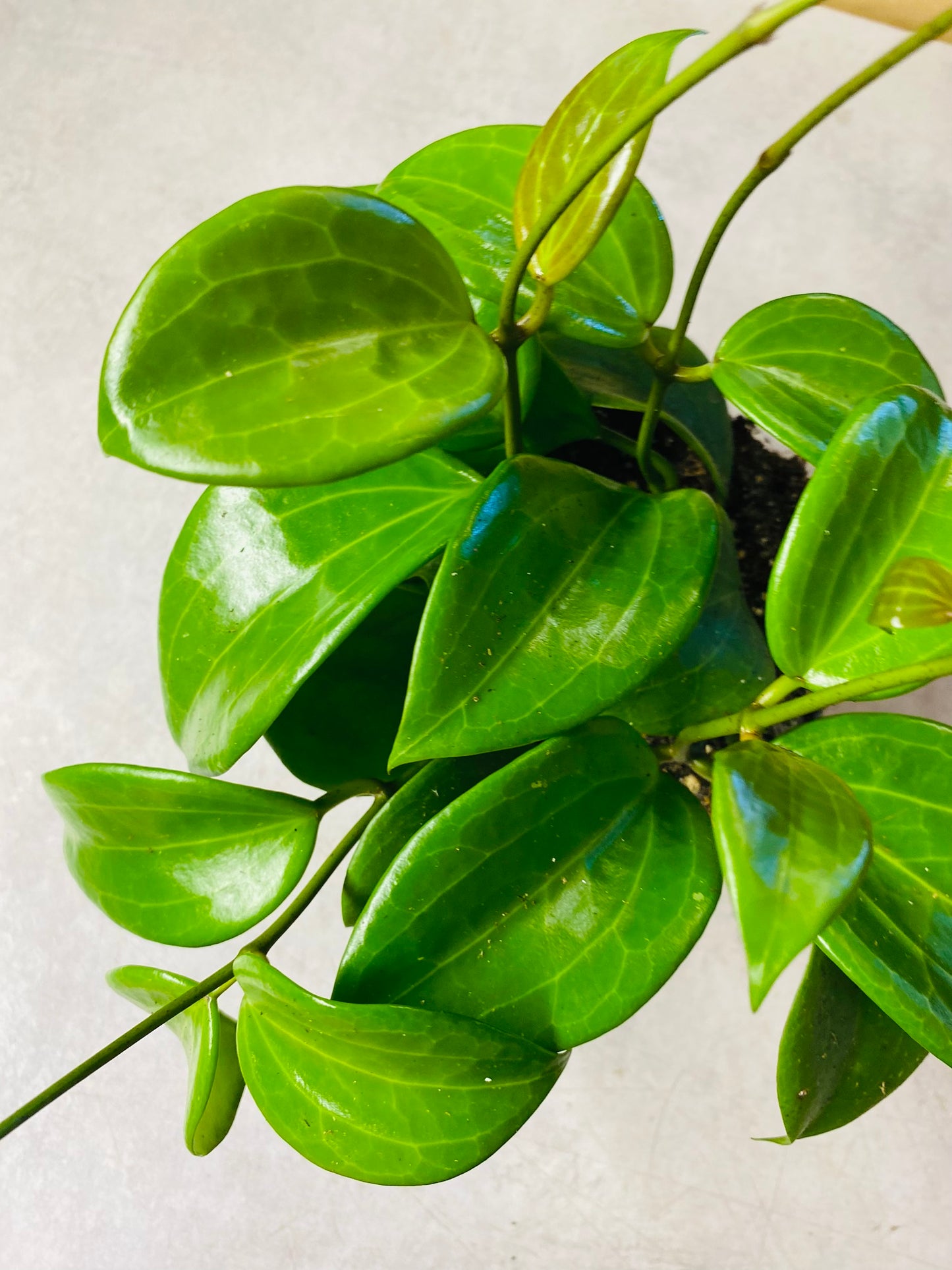 Hoya Quinquenervia