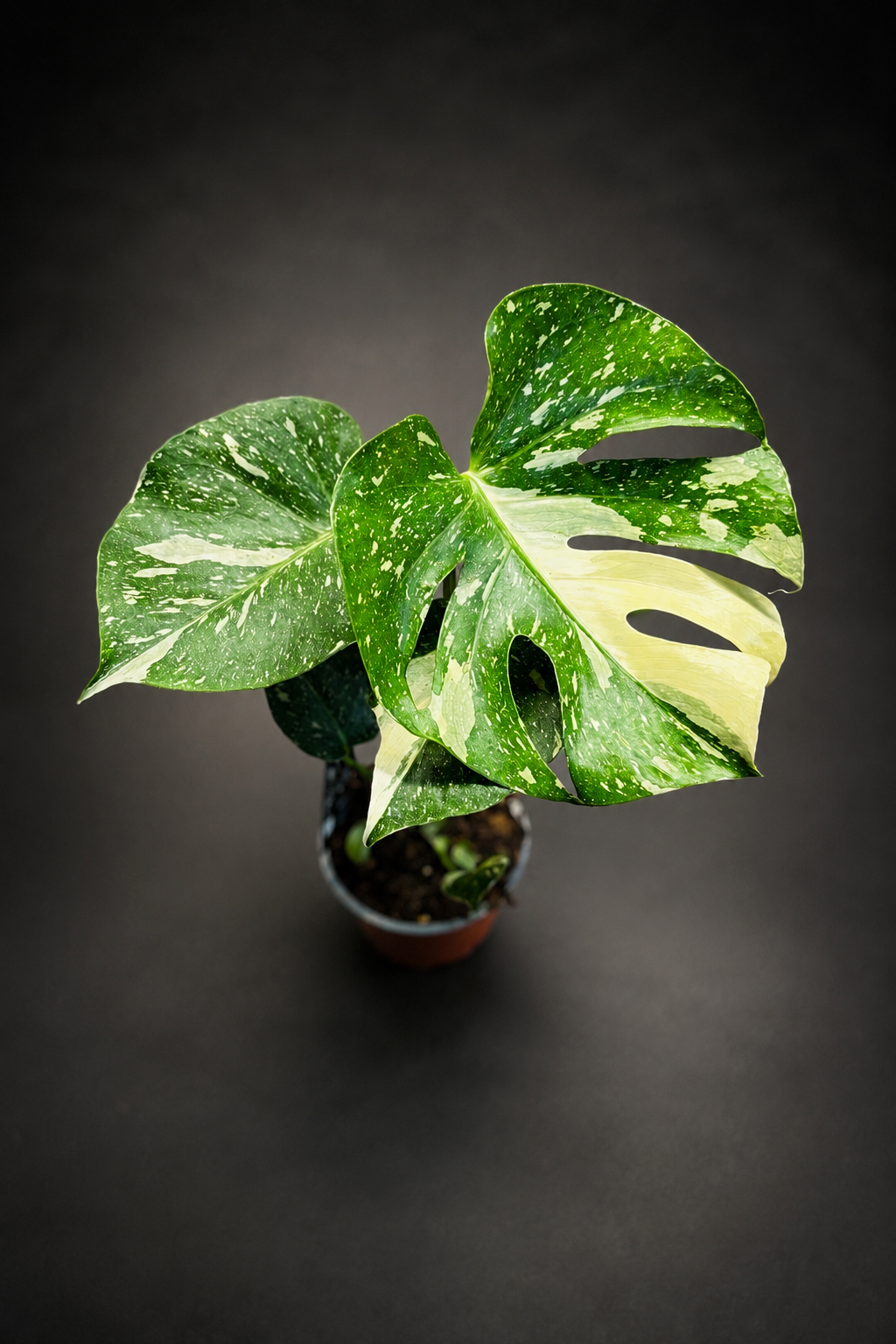 Monstera Thai Constellation - Liten
