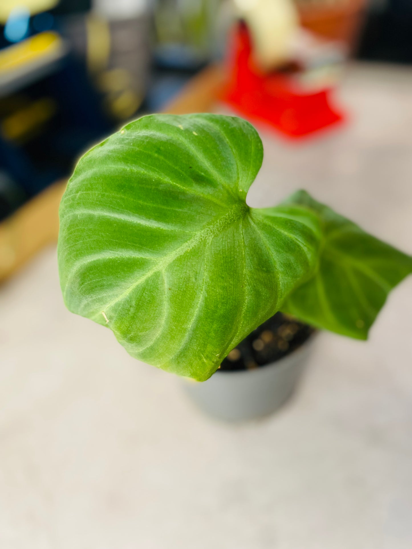 Philodendron Gloriosum Dark Form