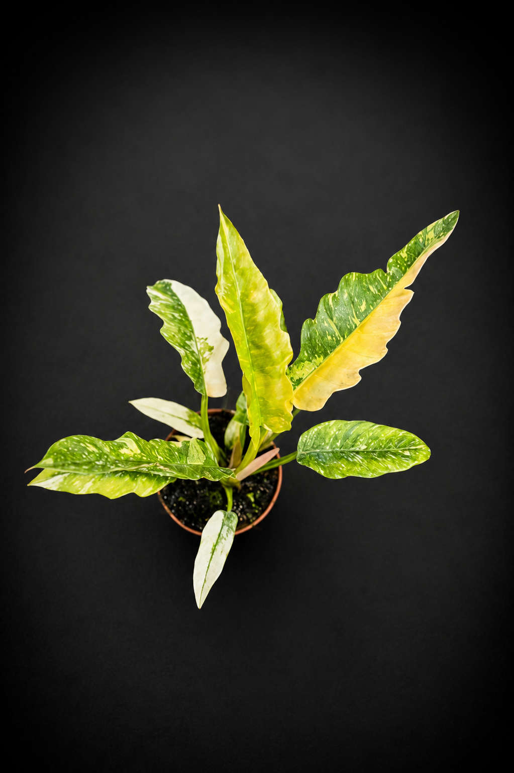 Philodendron Ring of Fire