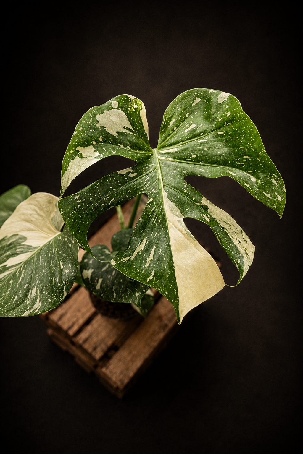 Monstera Thai Constellation - 6