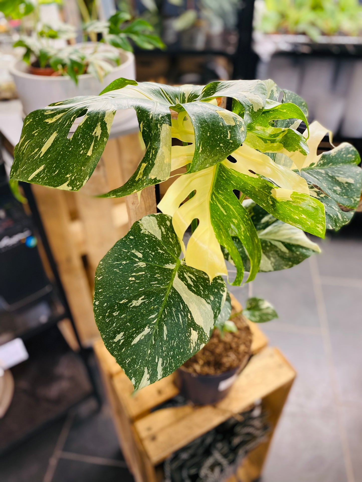 Monstera Thai Constellation - 50 cm høy - 4