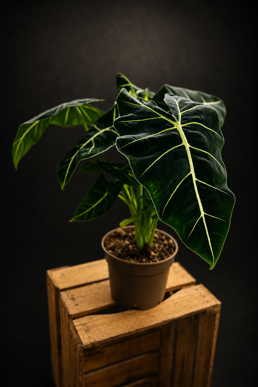 Alocasia Micholitziana "Green Velvet" - Frydek