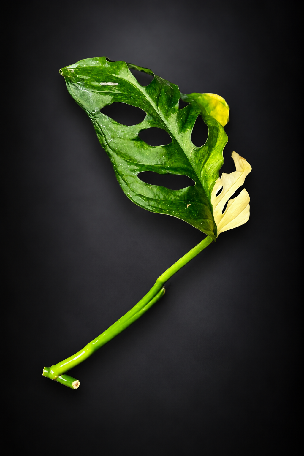Monstera Adansonii Aurea Variegata - Side stikling
