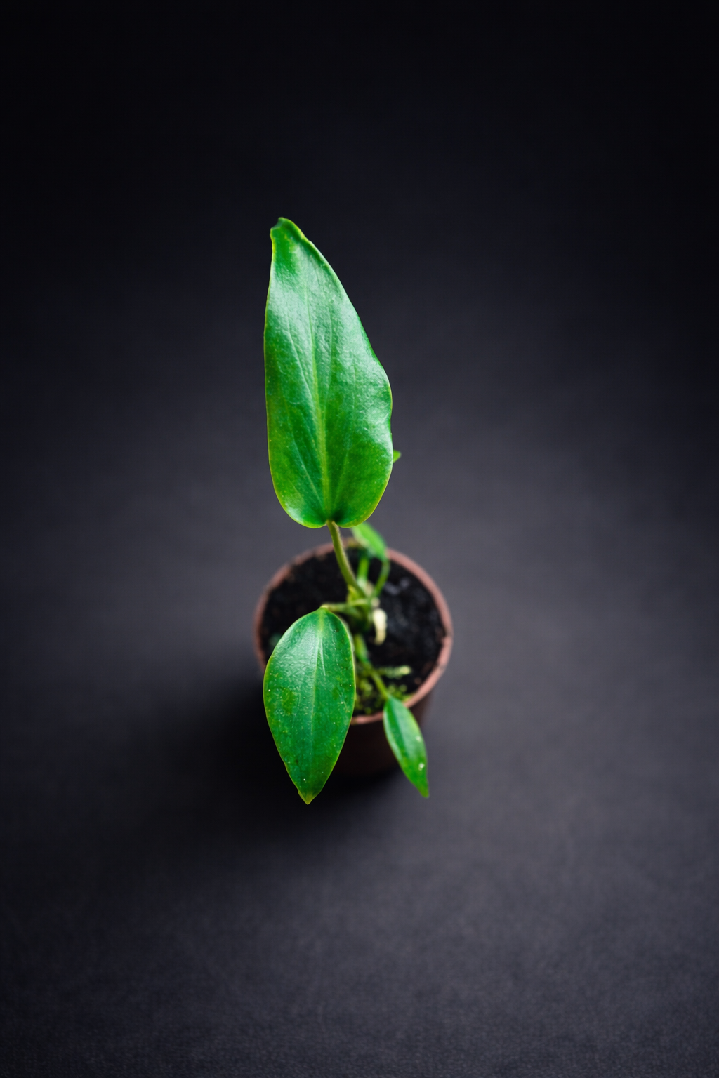 Monstera Burle Marx Flame