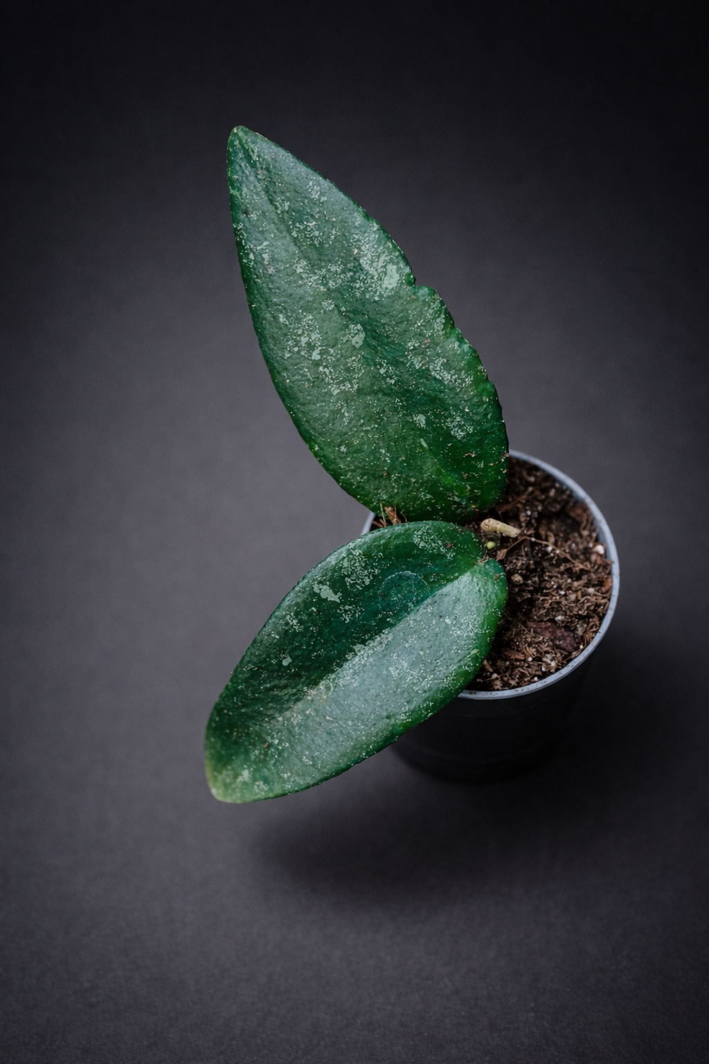 Hoya Caudata