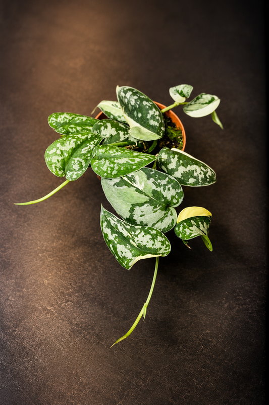 Scindapsus Mayari Variegata - 3