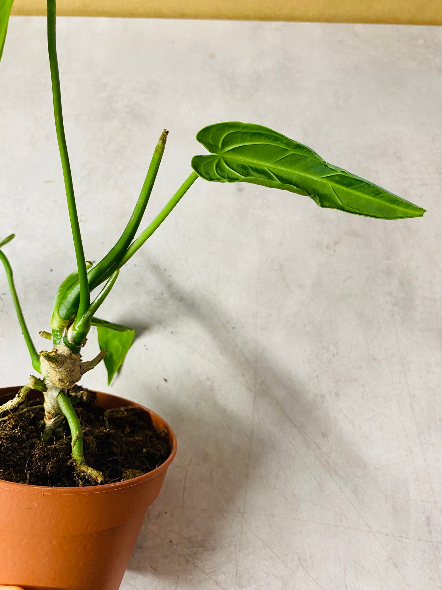 Anthurium Warocqueanum - 12 cm potte