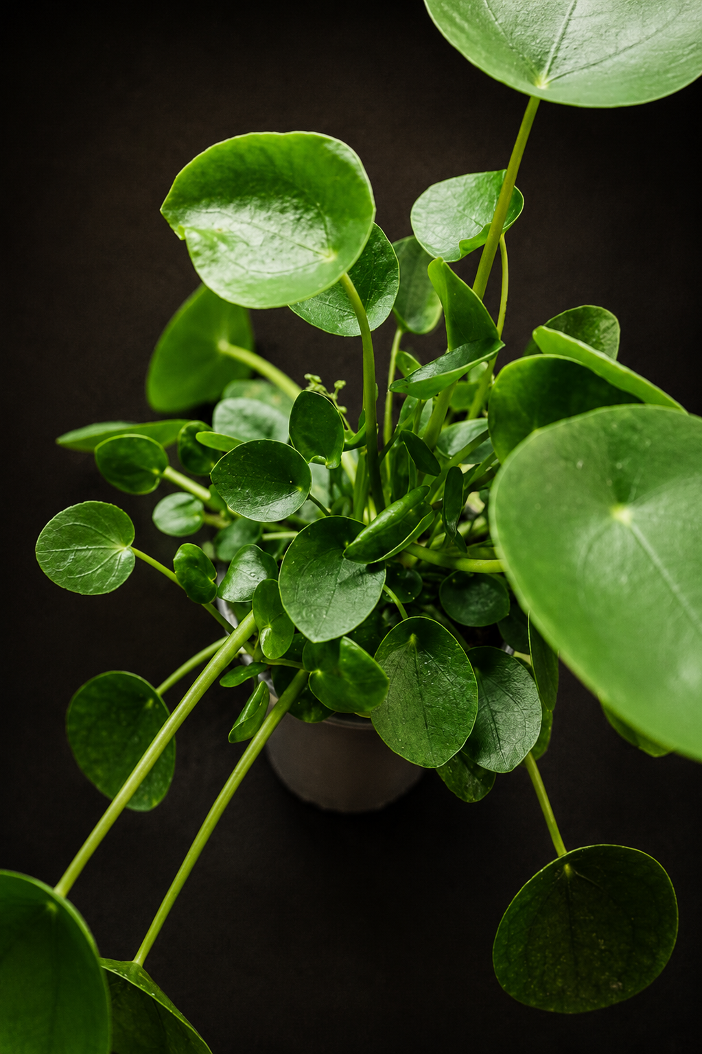Pilea Peperomioides