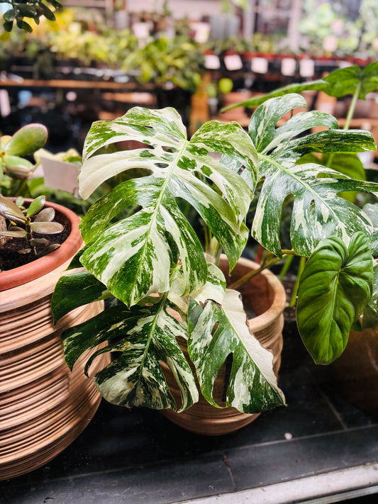 Monstera Variegata - Mye - 2