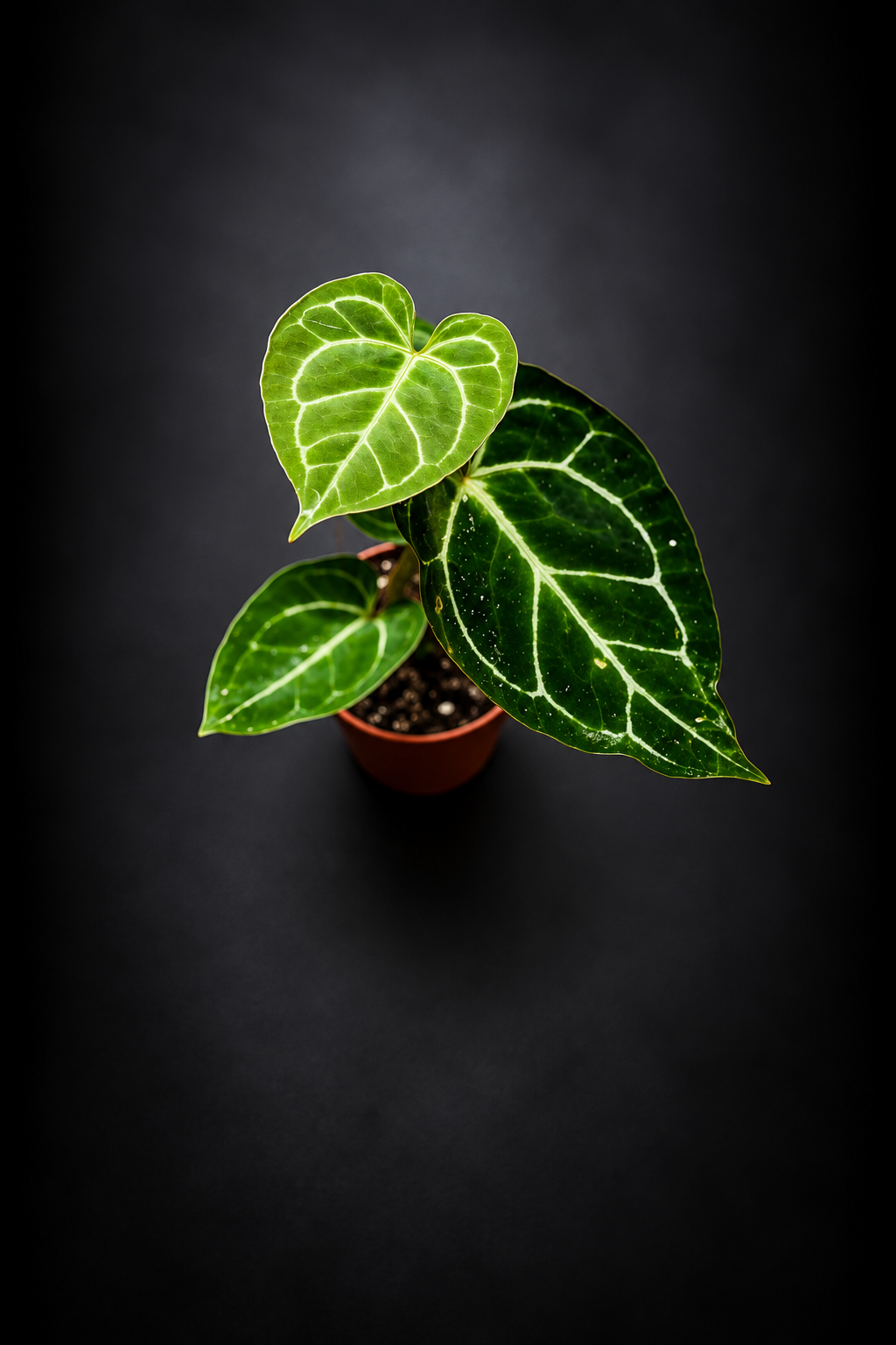 Anthurium Crystallinum