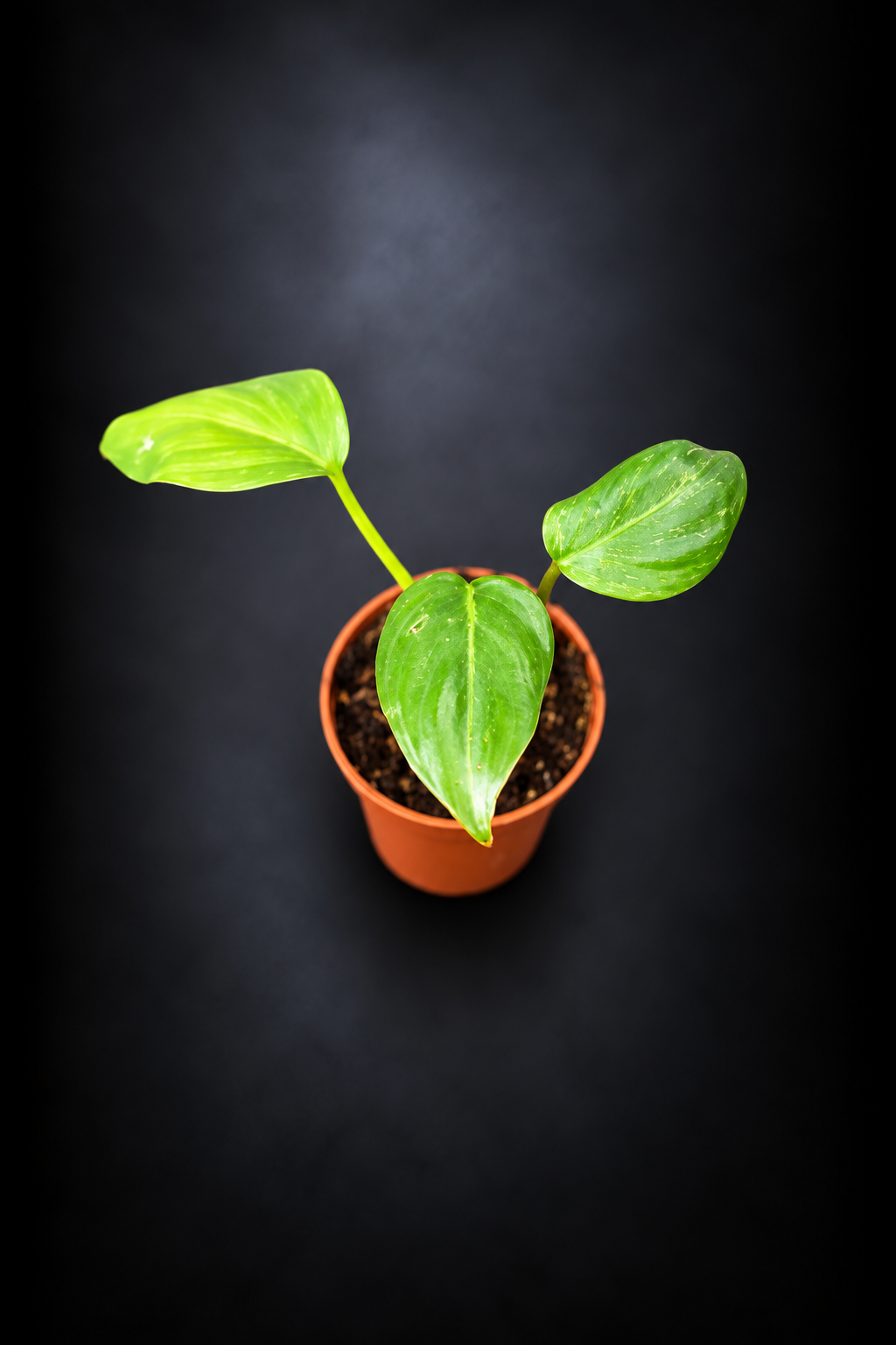Philodendron Gloriosum