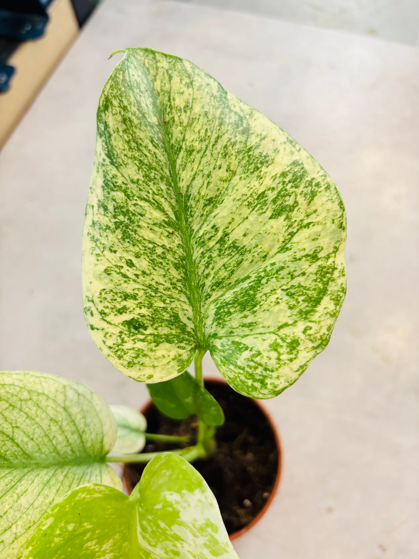 Monstera Mint - 3