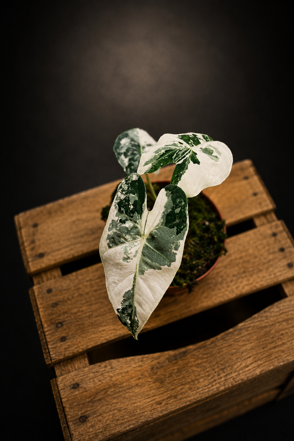 Alocasia Micholitziana "Green Velvet" Variegata - Frydek Variegata