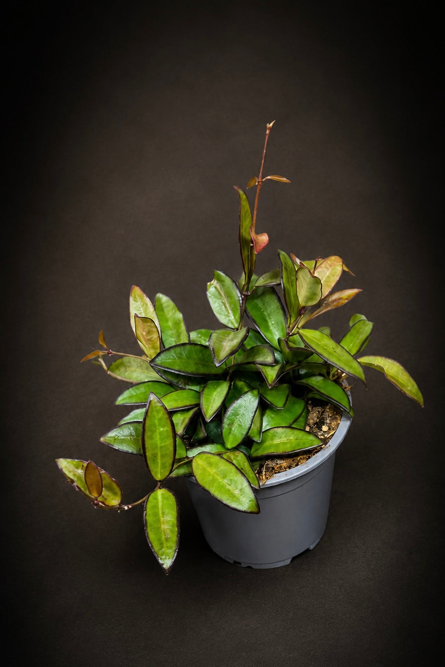 Hoya Rosita