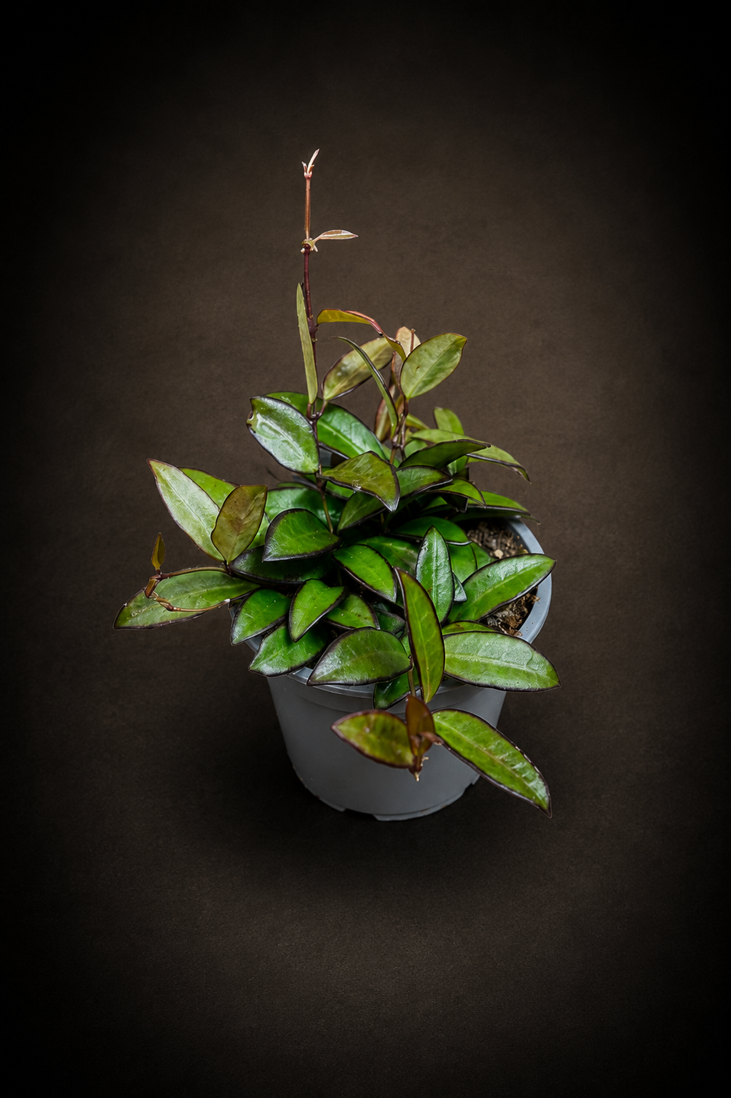 Hoya Rosita