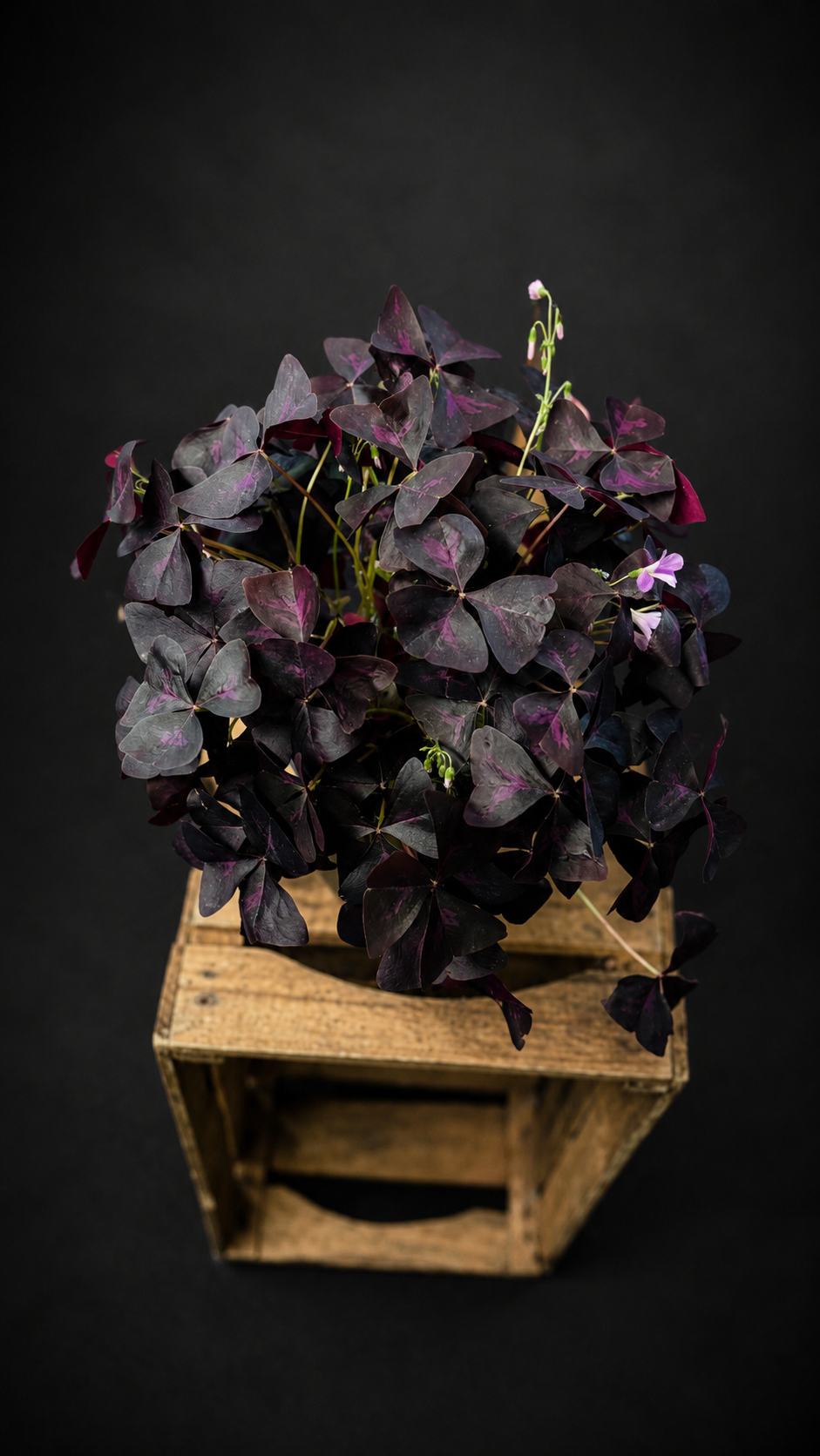 Oxalis Triangularis
