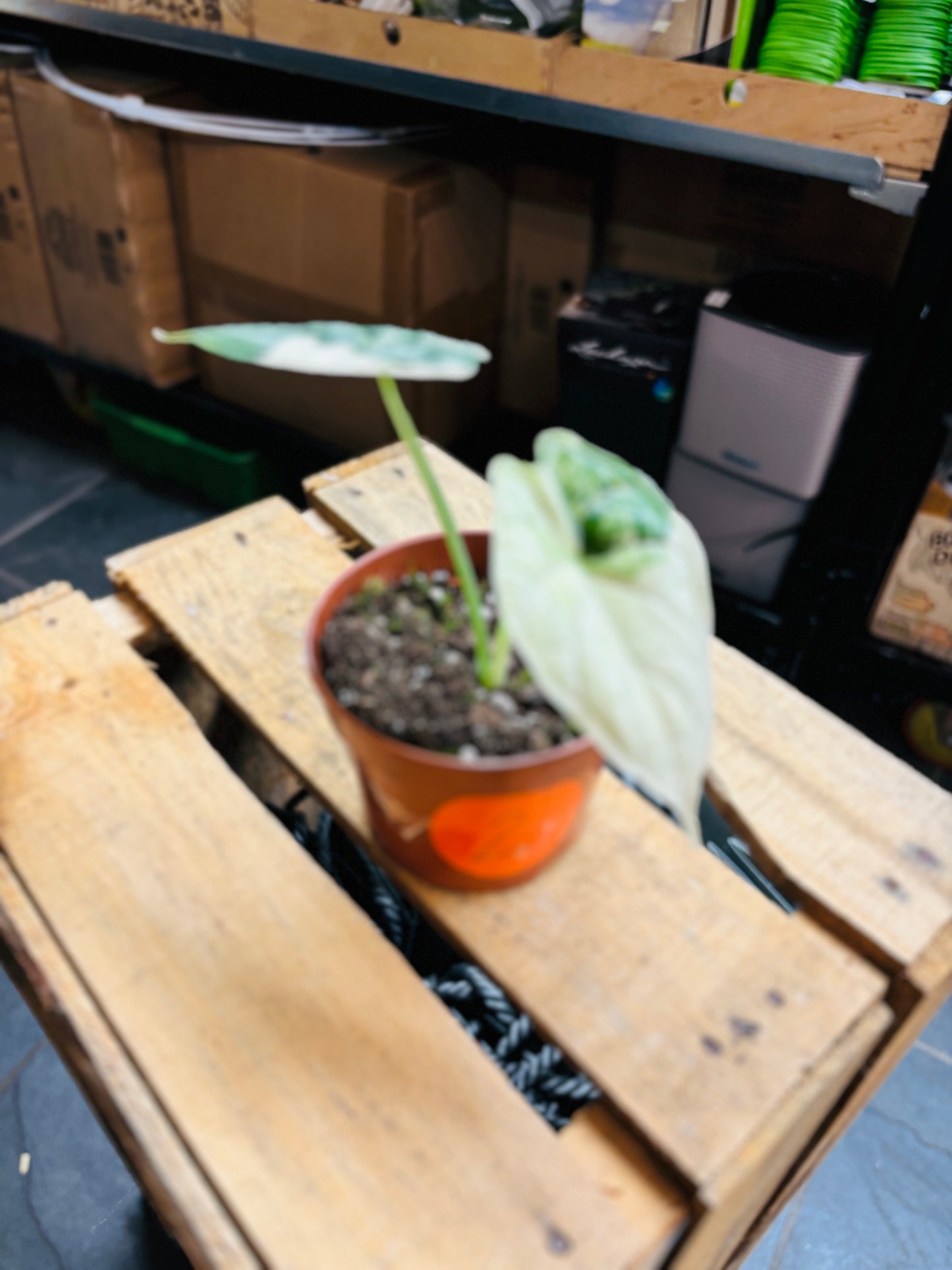 Alocasia Dragon Scale Albo Variegata - 2