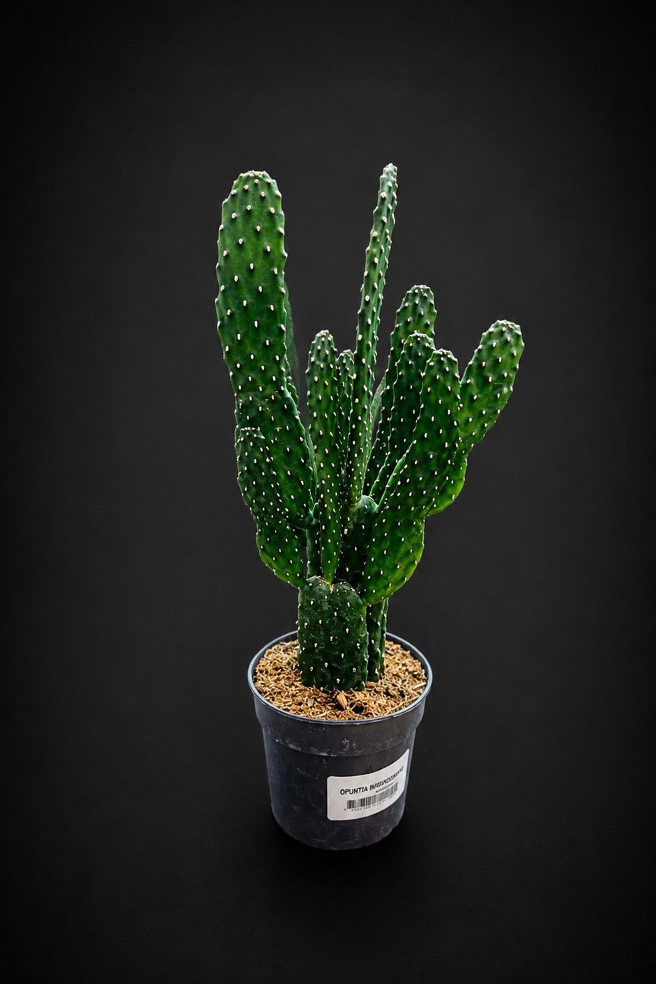 Opuntia Consolea Rubescens