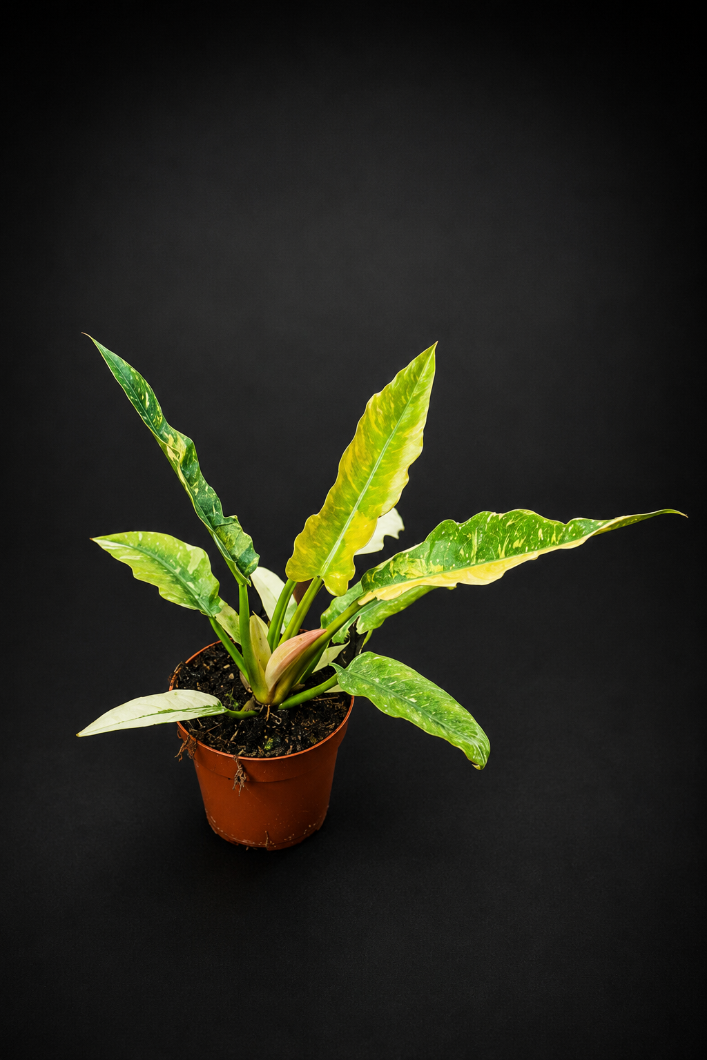 Philodendron Ring of Fire