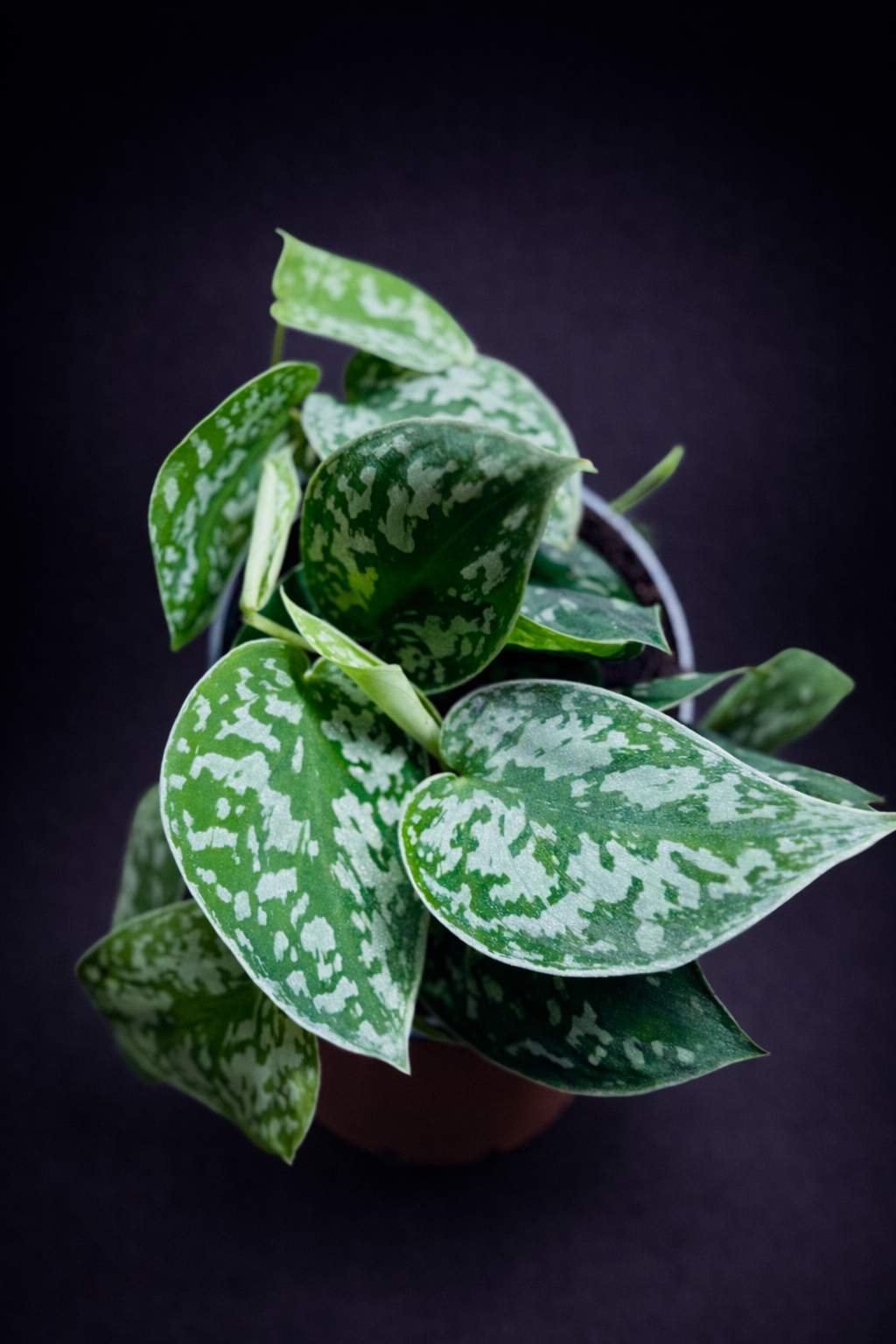 Scindapsus Pictus Argyraeus