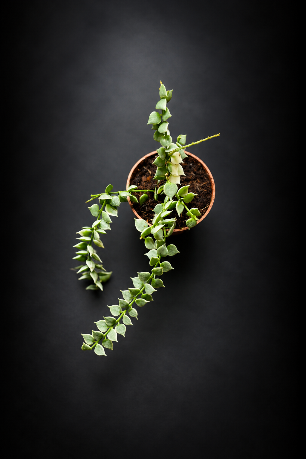 Dischidia Nummeraria Ruscofolia Variegata