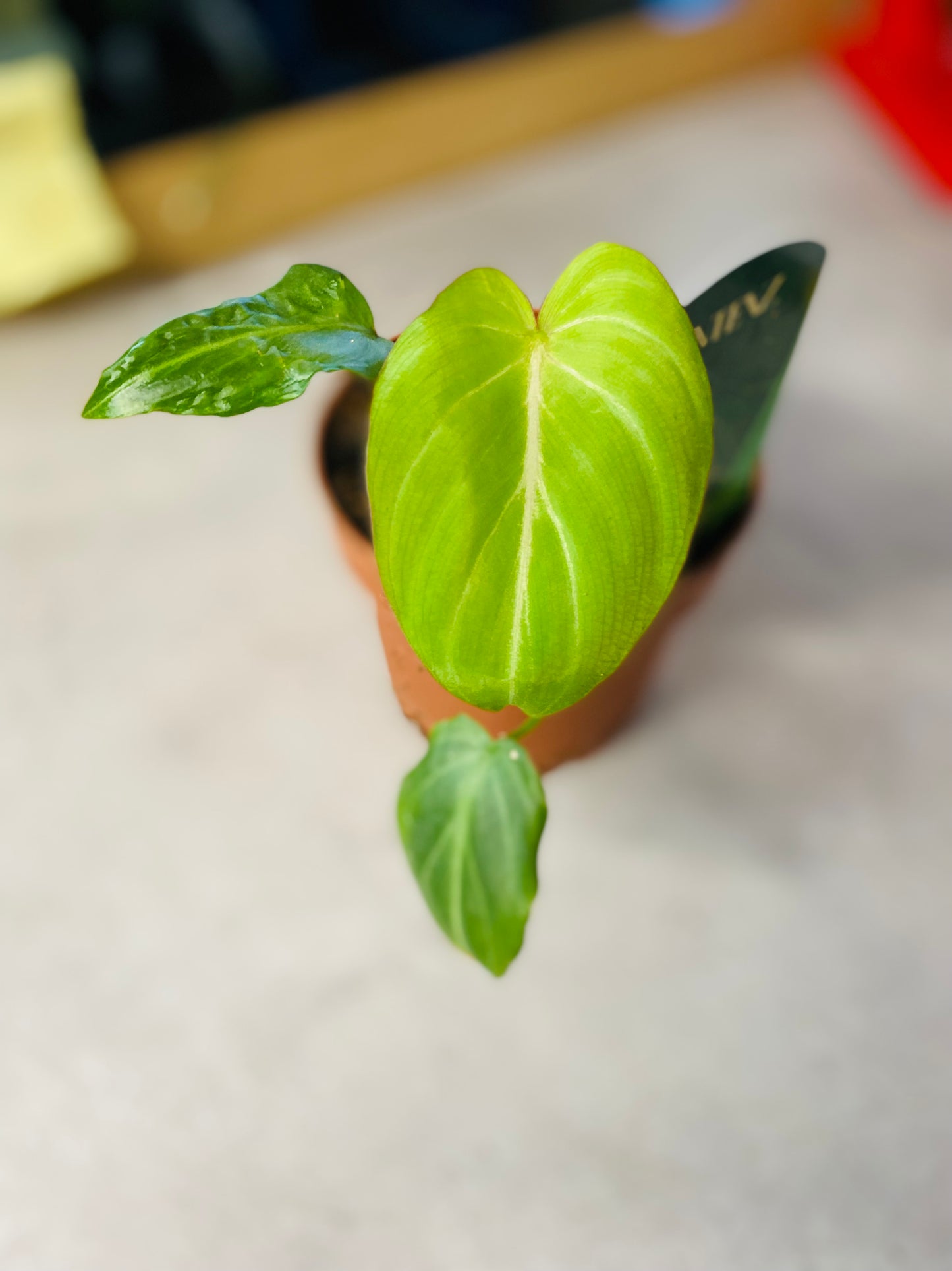 Philodendron Gloriosum Dark Form