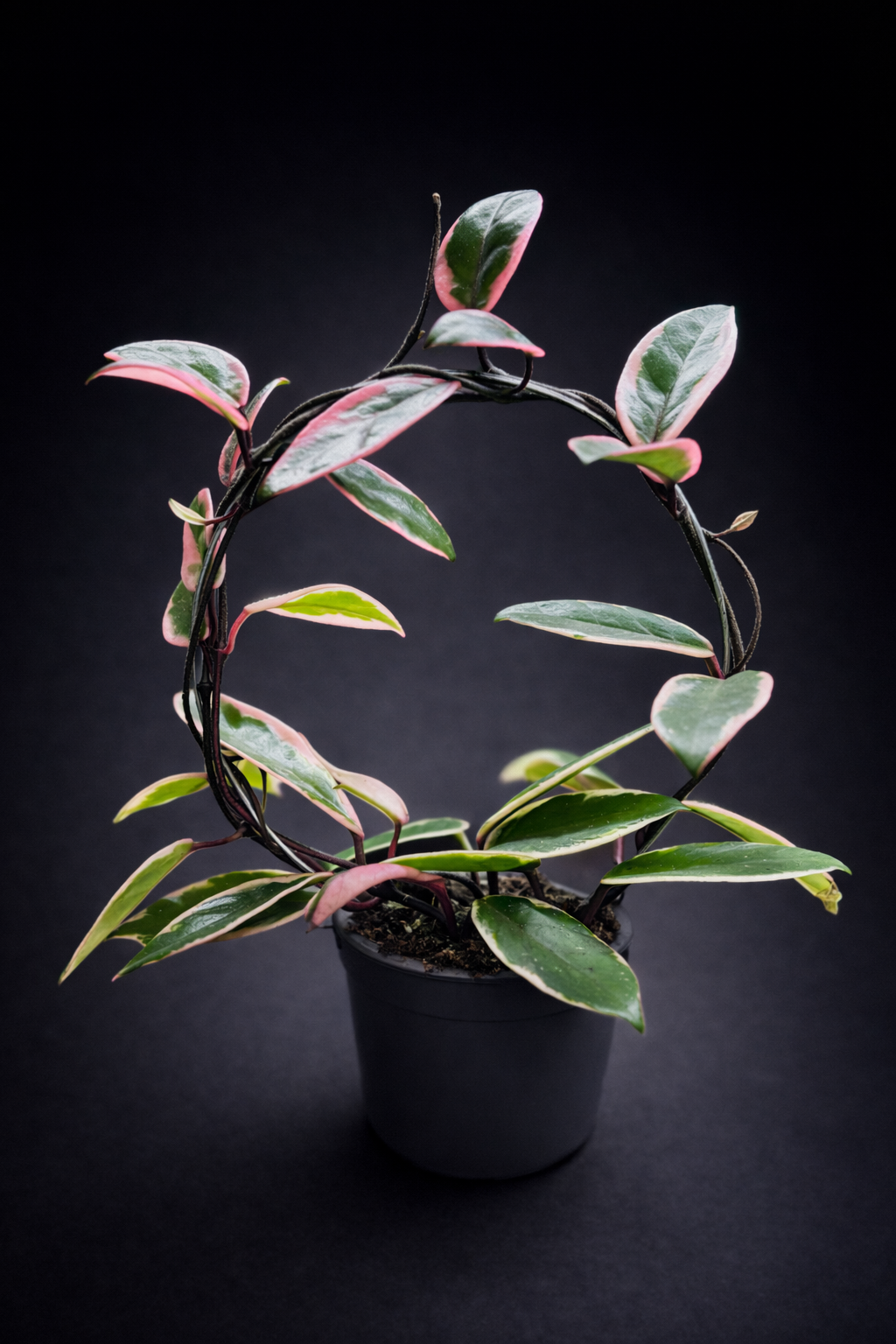 Hoya carnosa 'Purple Pride'