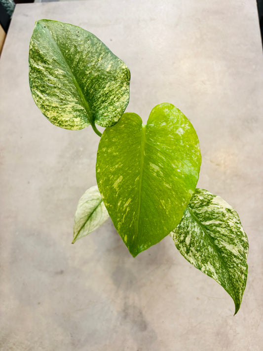 Monstera Mint - 5