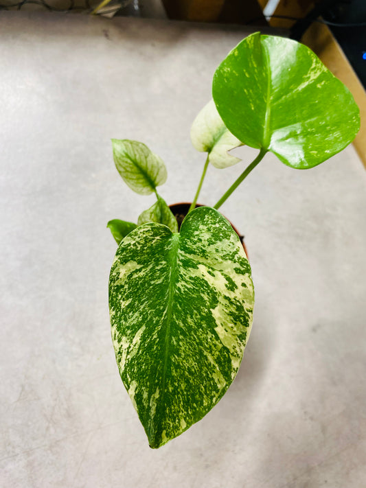 Monstera Mint