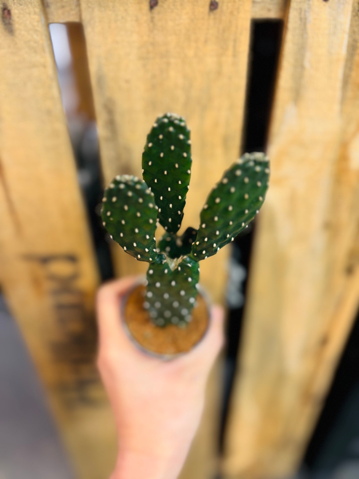 Opuntia Rubescens