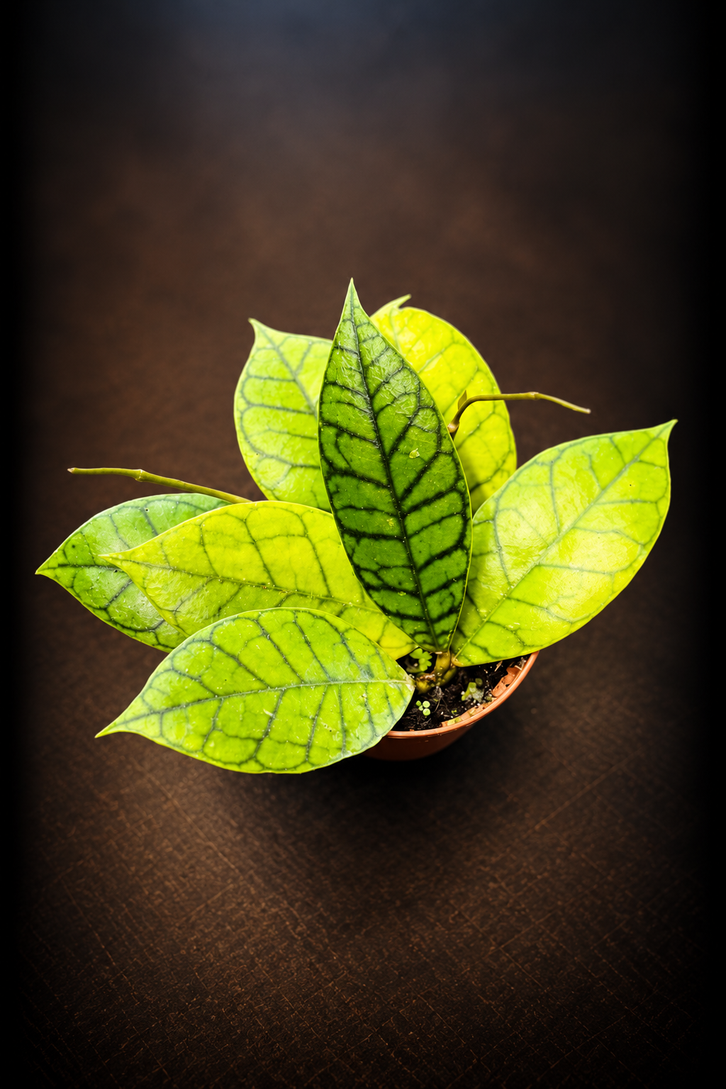 Hoya Callistophylla Kal 16