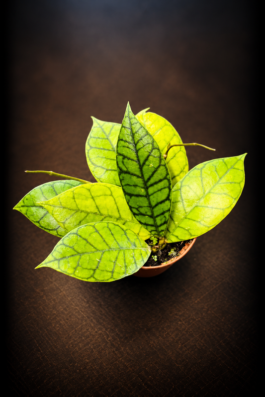 Hoya Callistophylla Kal 16