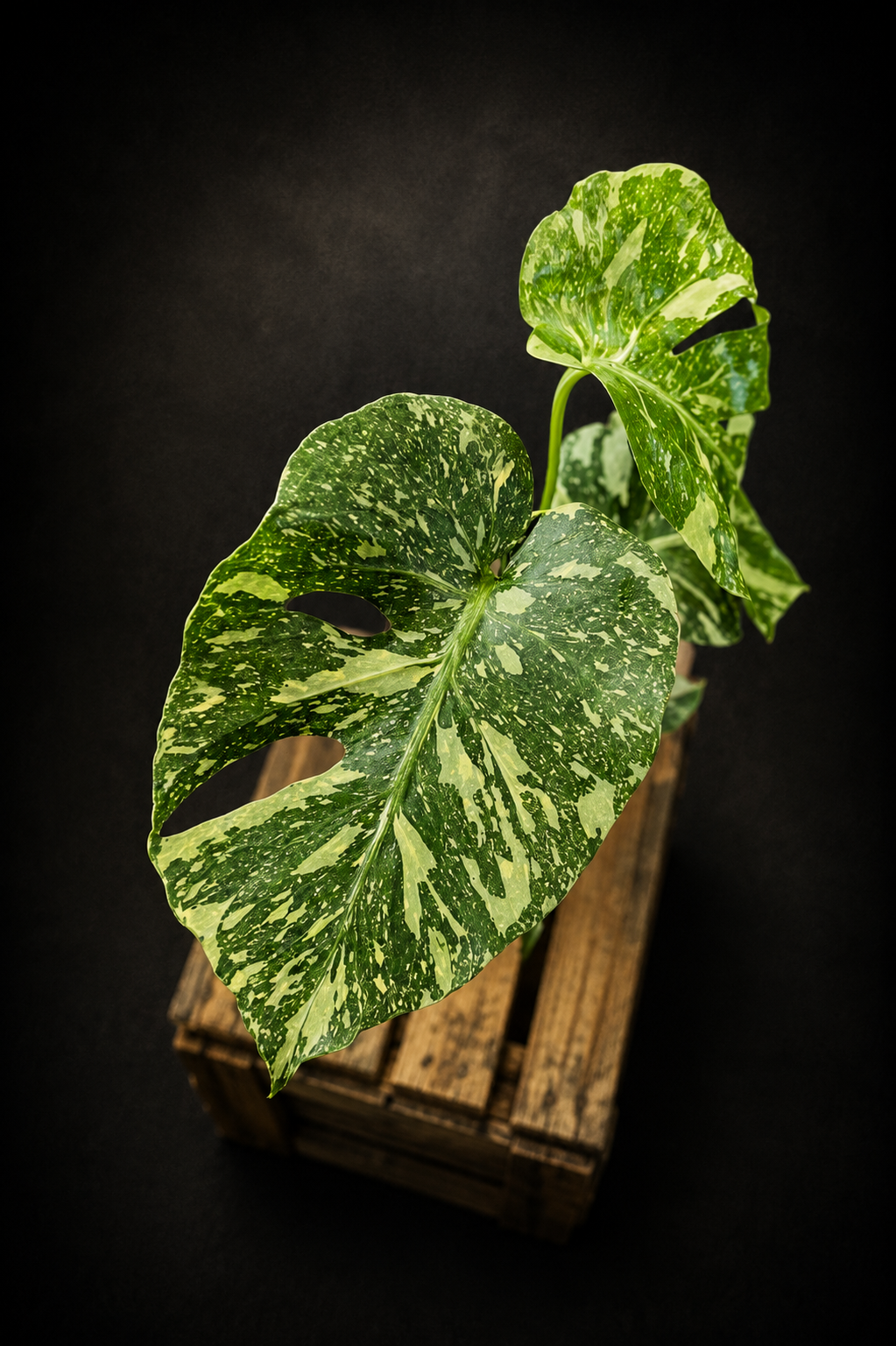 Monstera Thai Constellation - 8