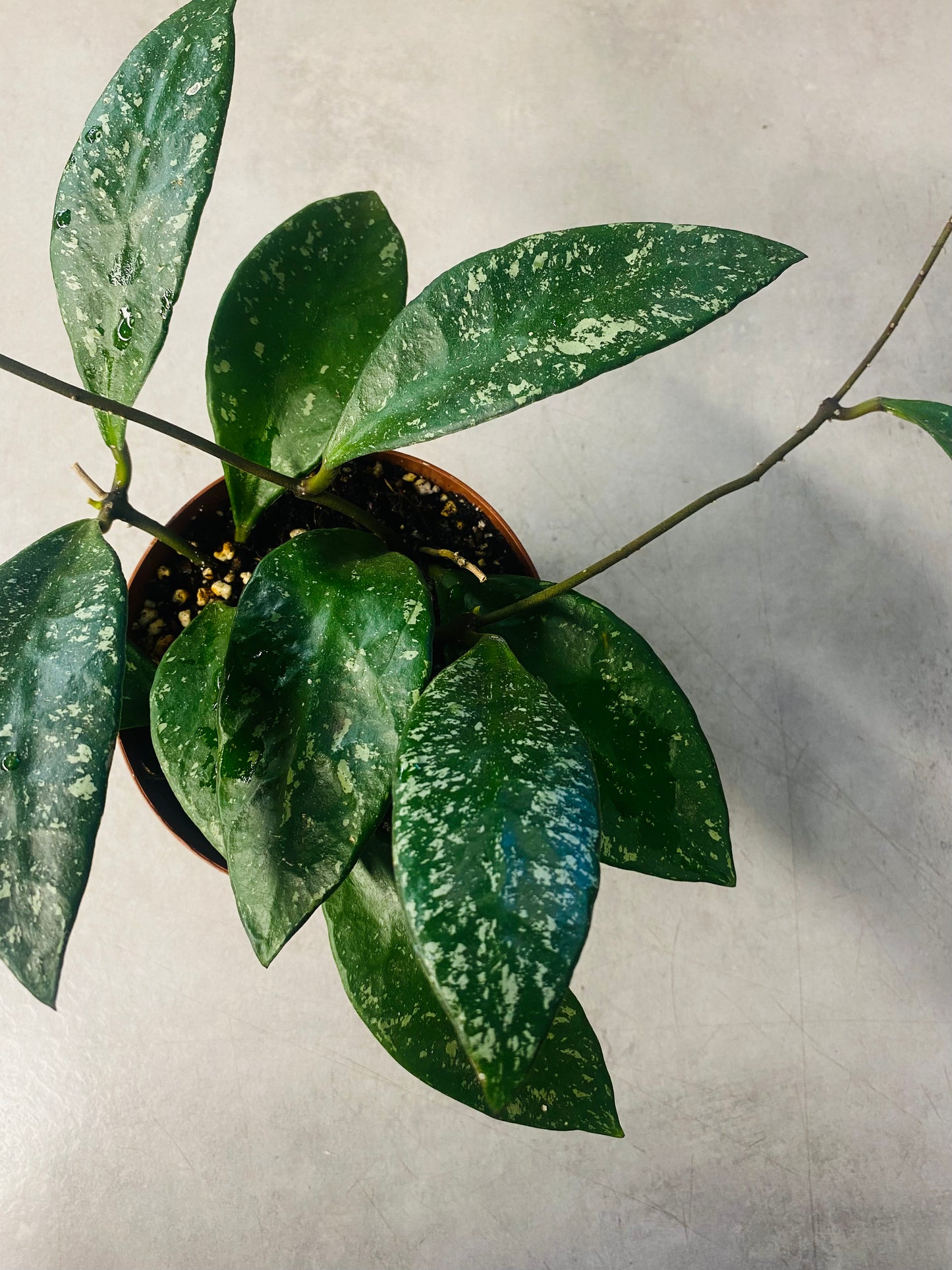 Hoya Rundumensis 'Splash'