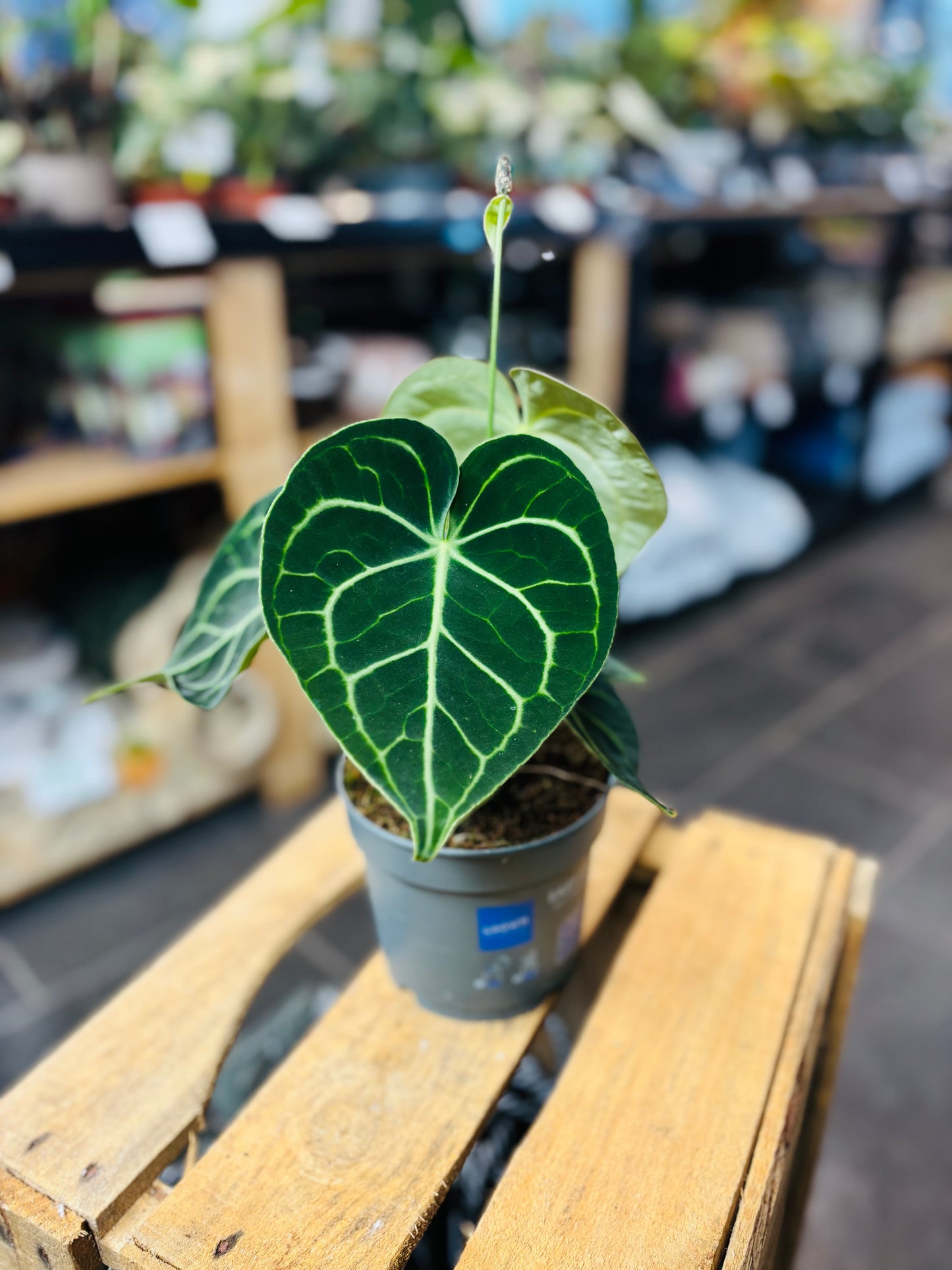 Anthurium Clarinervium