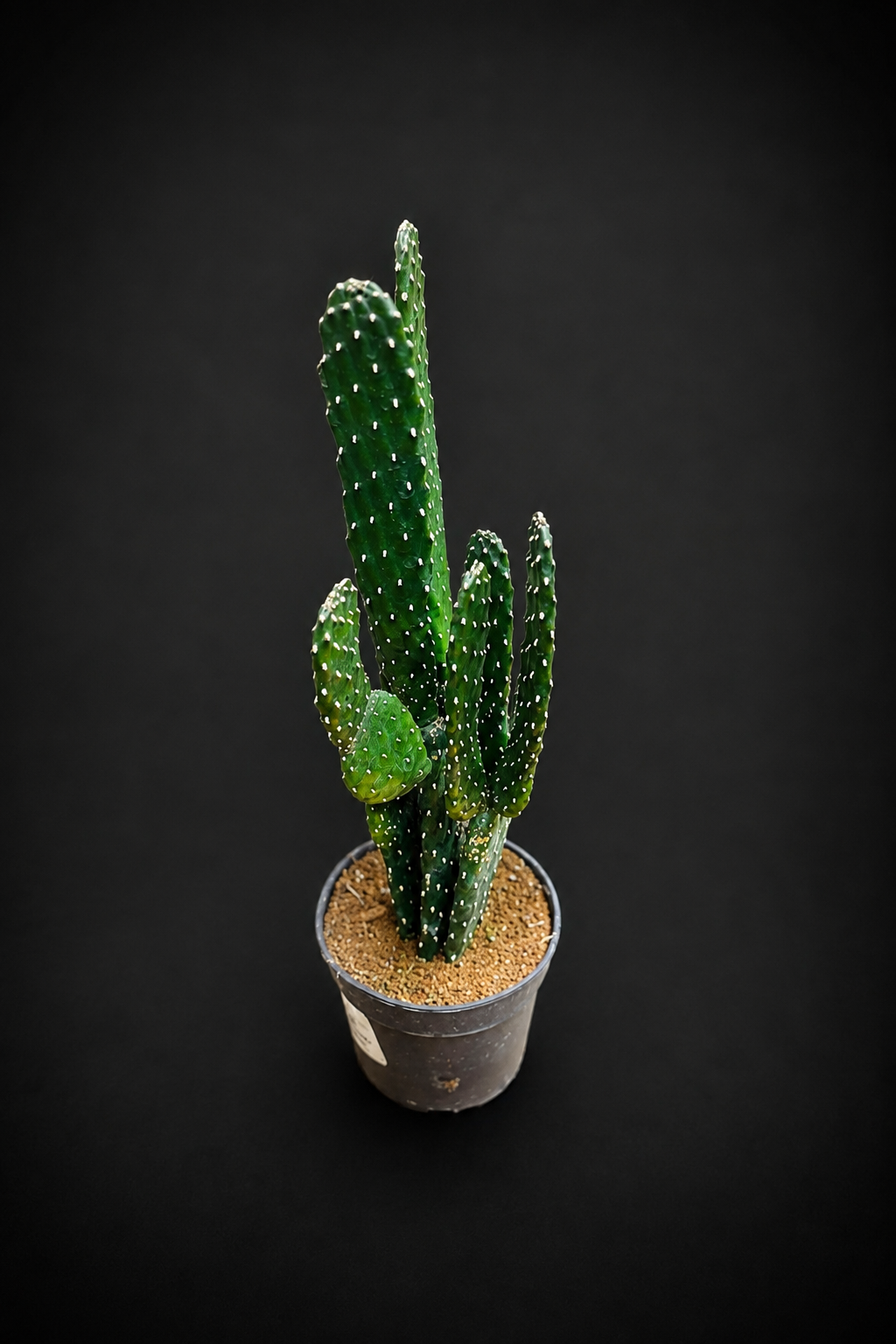 Opuntia Consolea Rubescens
