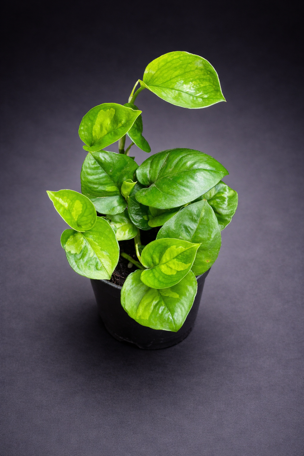 Epipremnum Global Green