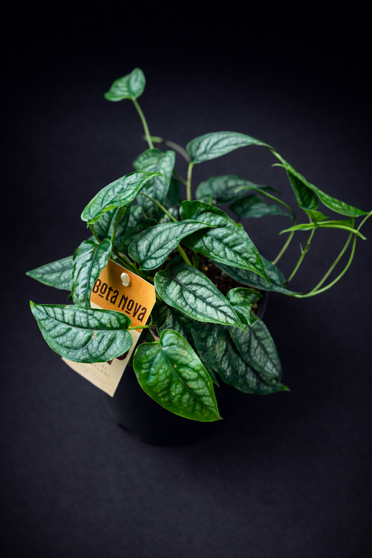 Monstera Siltepecana