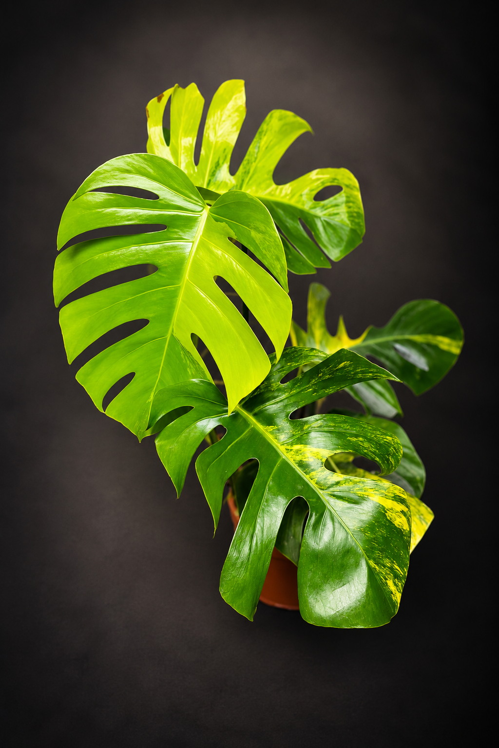 Monstera Aurea Variegata - 2