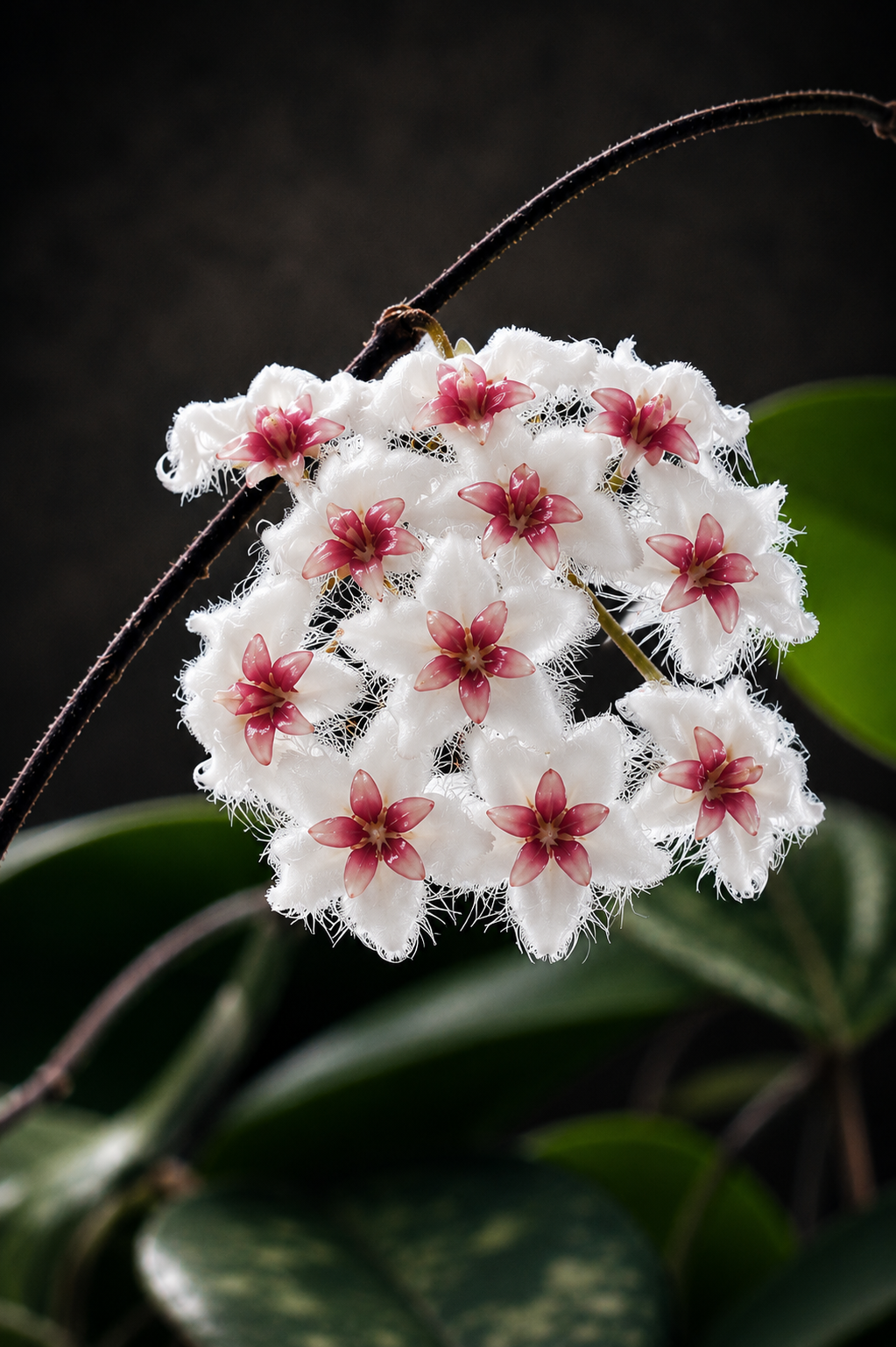 Hoya Caudata