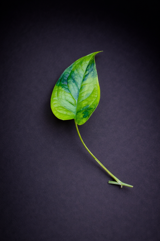 Monstera Siltepecana Aurea Variegata - Side Stikling