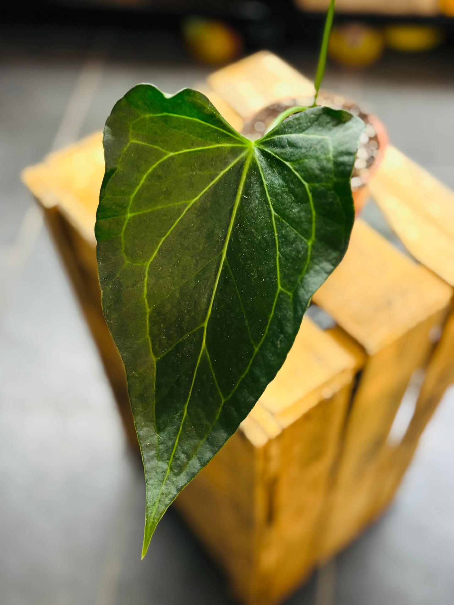 Anthurium Delta Force