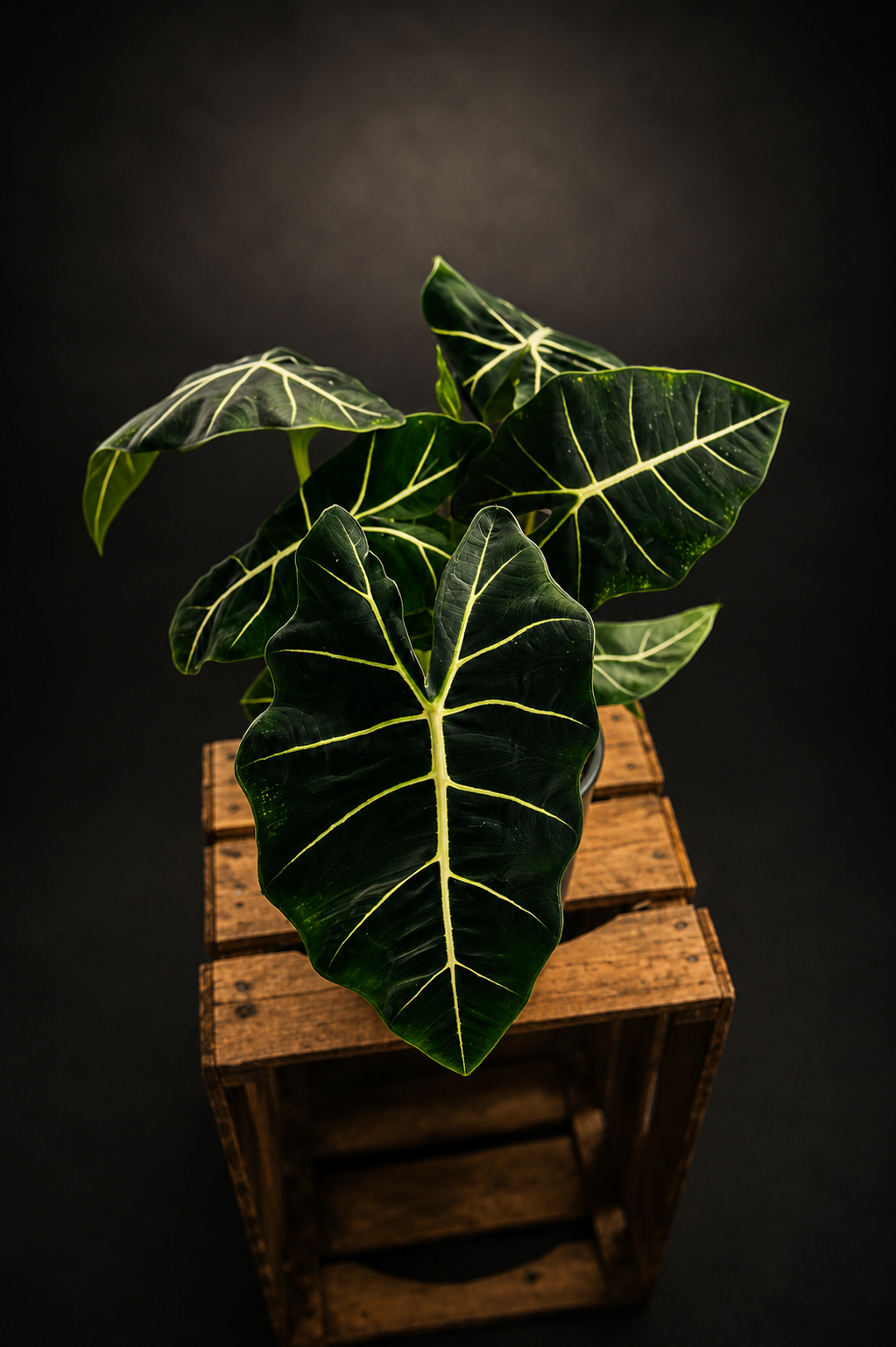 Alocasia Micholitziana "Green Velvet" - Frydek