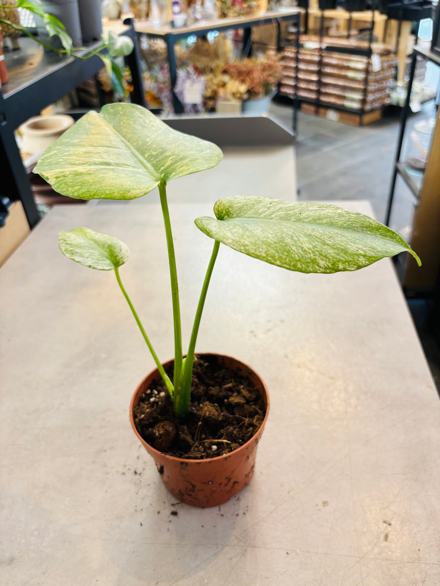 Monstera Mint - 6